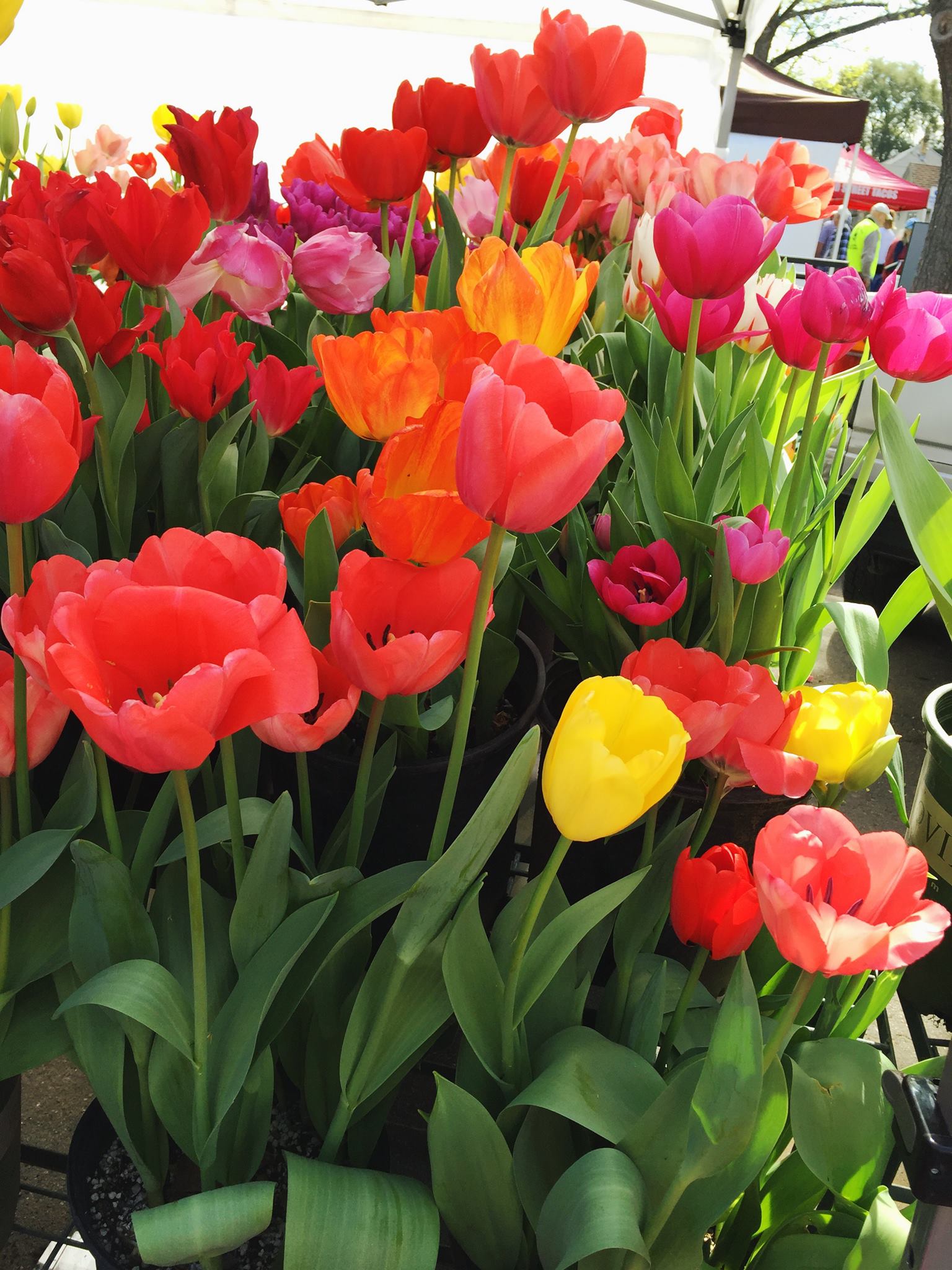 Customize Your Free Printable Spring Tulips