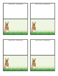 Rabbit in Grass