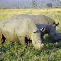 A Pair of Rhinos