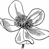 Anemone Pennsylvanica