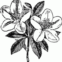 Azalea