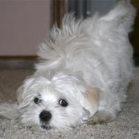 cute dog