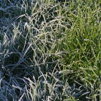 Frosty Grass