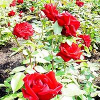 Ingrid Bergman Roses Red