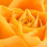Orange Rose
