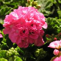 Pink Pelargonium