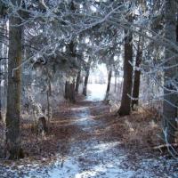 Snow Covered Forest Path