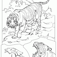 Tiger Coloring Pages on Printable Tiger   Freeprintable Com