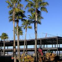 Trees In A Construction Site