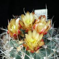 Yellow Cactus Flower