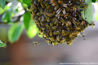 Bee Swarm Photograph