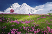 Snowy Mountain and Flowers