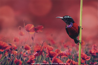 Hummingbird and Flower