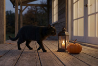 Black Cat Halloween Pumpkin