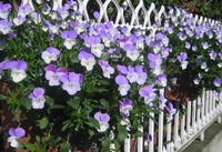 Pansy Fence