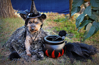 Halloween Dog