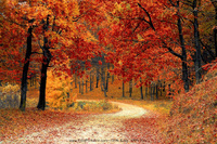 Autumn Path