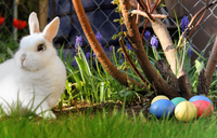 Easter Bunny With Eggs