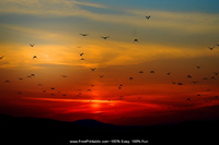 Birds at Sunset