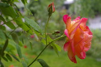 Dew-Dropped Rose