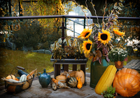 Harvest Patio