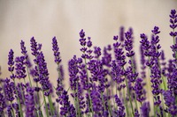 Field of Lavender