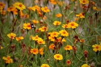 Bee Flower