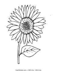 Sunflower Coloring Page
