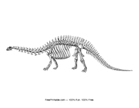 Brontosaurus Skeleton