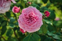 Pink Rose Blossom
