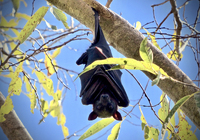 Bat