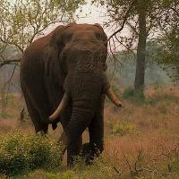 African Elephant With Tusks