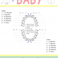 Baby Tooth Chart