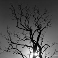 Black And White Dead Tree Image