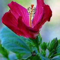 Blooming Hibiscus