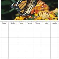 Butterfly Blank Calendar