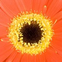 Close Up Of Gerbera