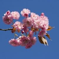 Close Up Of Japanese Flowering Cherry Flower