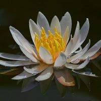 Close Up Of Water Lily
