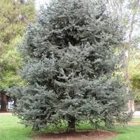 Evergreen Tree