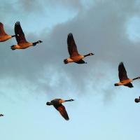 Flock Of Geese In Flight