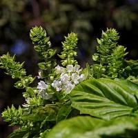 Herbs Blooming Basil