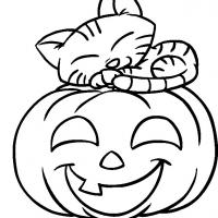 Kitten on a Pumpkin
