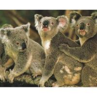 Koala Family