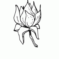 Lotus Flower Pattern