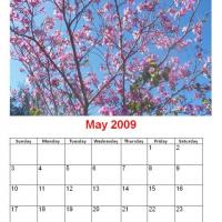 May 2009 Cherry Blossoms Calendar