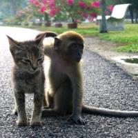 Monkey and Kitten