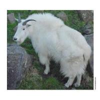 Mountain Goat