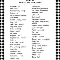 Names of Animal Young