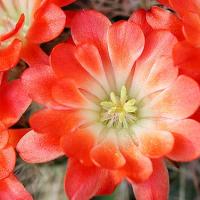 Orange Cactus Flower